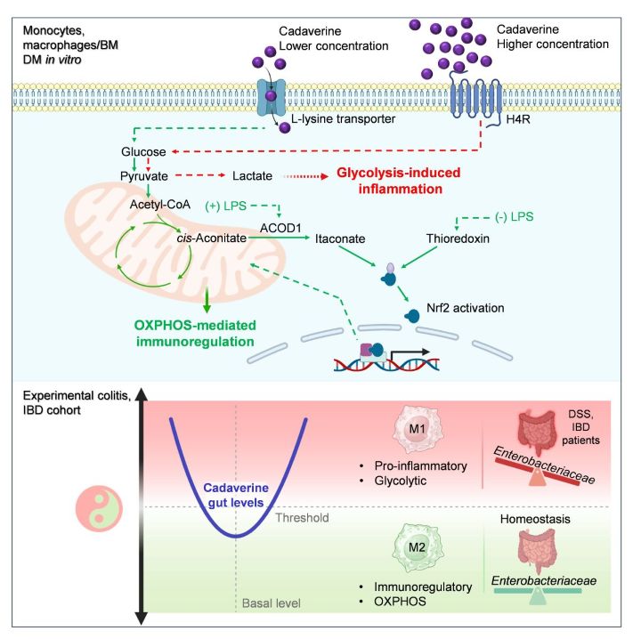 CELL-HOST-MICROBE-D-24-01592R1 -Graphical abstract.jpg